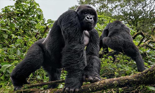 GORILLA HABITUATION EXPERIENCE